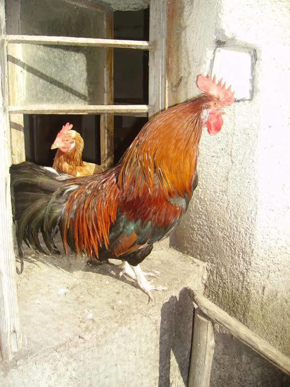 فندق Binderhof سانكت يوهان ان تيرو المظهر الخارجي الصورة